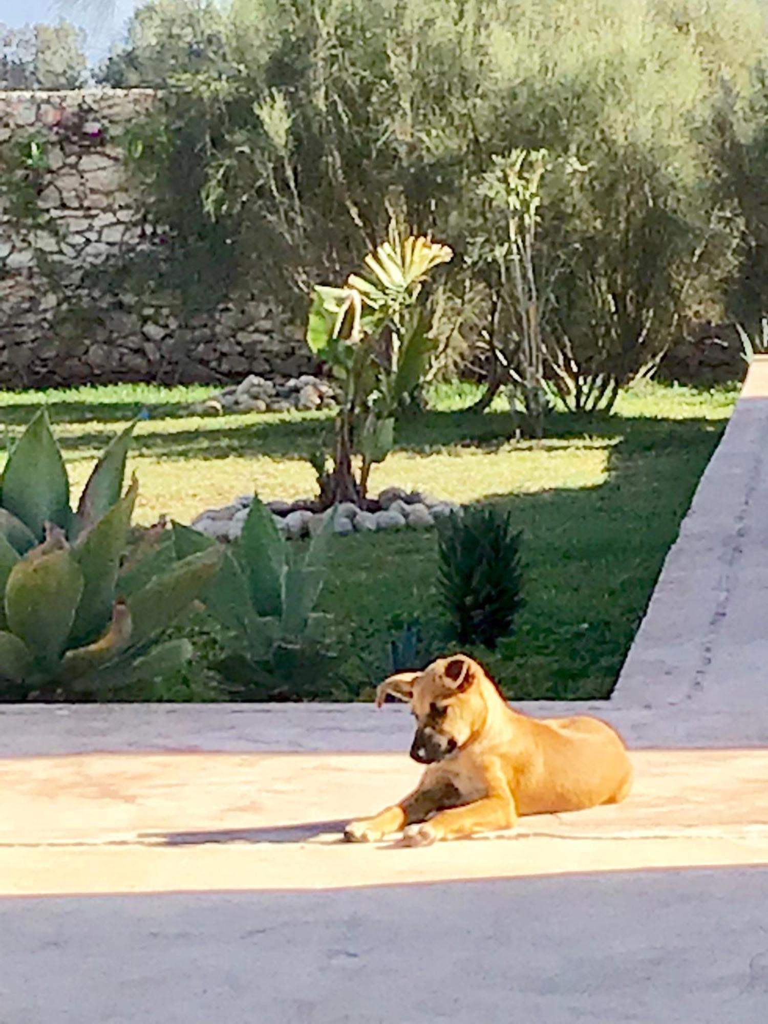 Dar Alya Essaouira Maison Et Table D'Hotes Al Ghar Kültér fotó